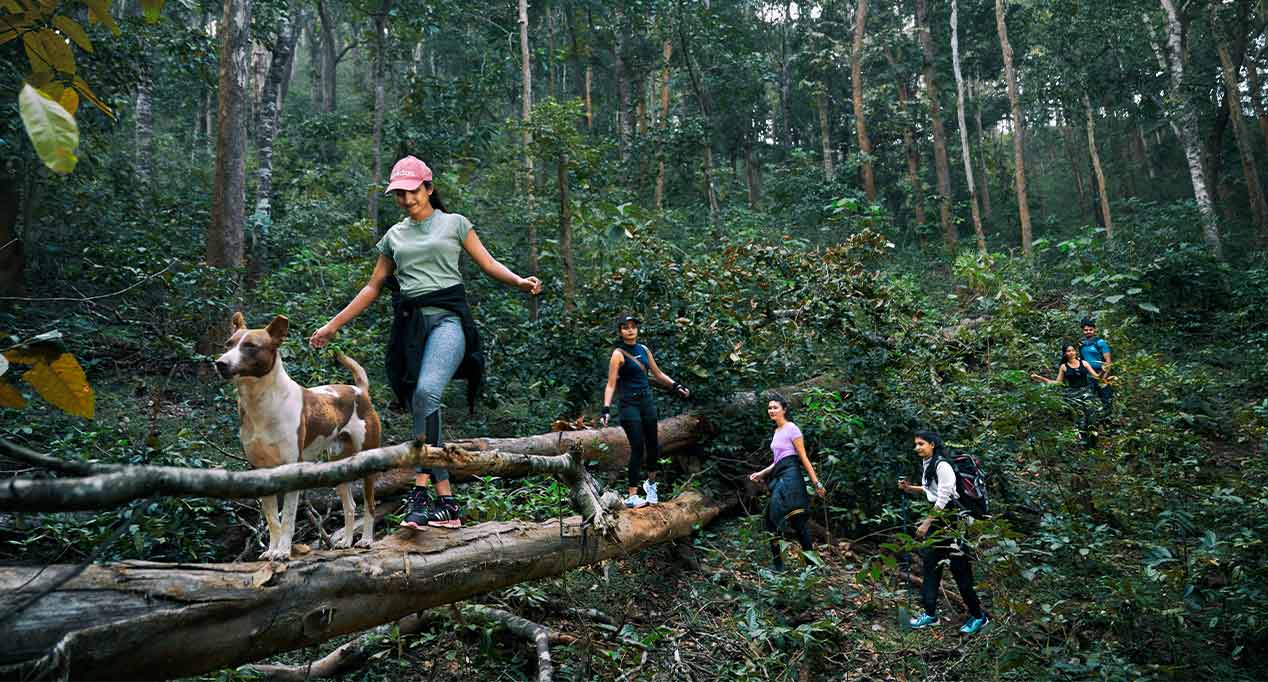 Trekking through the forest